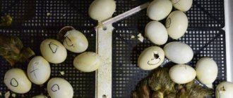 Incubation of duck eggs
