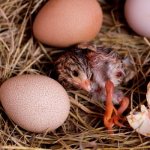 Incubation of guinea fowl eggs