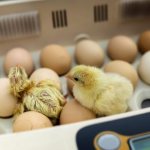 Инкубаторы для куриных яиц