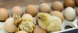Incubators for chicken eggs