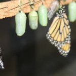 Инсектарий для бабочек