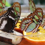 Insectarium for butterflies