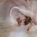 The inspector is used in the treatment of ear mites