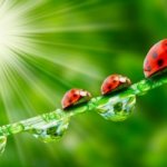 Interesting facts about the ladybug: varieties, habitat, lifestyle