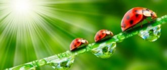 Interesting facts about the ladybug: varieties, habitat, lifestyle
