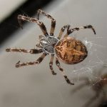 Interesting facts about arachnids - description for grade 2
