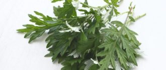 The use of wormwood in the fight against fleas