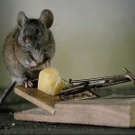 The story of getting rid of mice in a log house