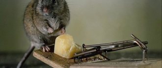 История избавления от мышей в доме из бруса