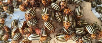 Why do you dream about the Colorado potato beetle?
