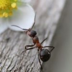 Why does a woman dream of ants - the meaning of the dream, interpretation from dream books