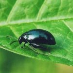 How to easily get rid of cruciferous flea beetle