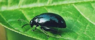 How to easily get rid of cruciferous flea beetle