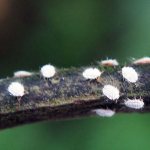 How to deal with mealybugs: remedies and preparations