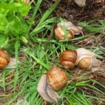 How to deal with snails in the garden and in the garden?