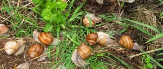 How to deal with snails in the garden and in the garden?