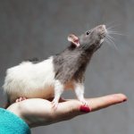 How long do wild and ornamental rats live?