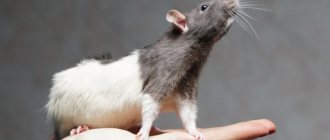 Как долго живут дикие и декоративные крысы?