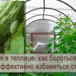 How to effectively fight aphids in a greenhouse: pest control products