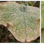 How and with what to fight spider mites on eggplants