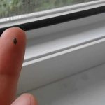 How to get rid of skin beetles in an apartment?