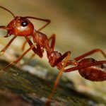 How to get rid of red ants in the house
