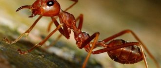Как избавиться от красных муравьев в доме