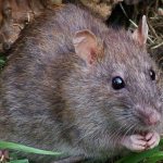 Как избавиться от крыс на участке самый эффективный способ