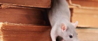Как избавиться от крысы в доме