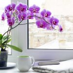 How to get rid of small midges on an orchid