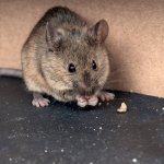 Как избавиться от мышей на даче