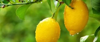 Как избавиться от паутинного клеща на лимоне