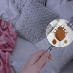 How to get rid of bed bugs?