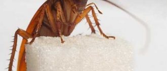 Как избавиться от рыжих тараканов в квартире быстро и народными средствами
