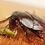 How to get rid of cockroaches in an apartment