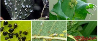 How to get rid of aphids on plants, trees and bushes