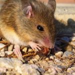 How to get rid of the smell of mice in the house: effective tips and tricks