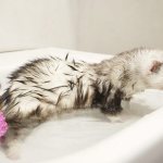 How to bathe and wash your ferret