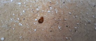 At a minimum, these bedbugs and such accumulations of product must be removed from the premises.