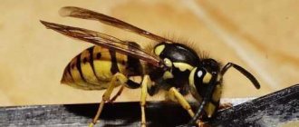 How can you get a wasp out of your living room?