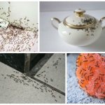 how to find an ants nest in an apartment
