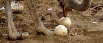 How ostriches rush