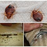 How to detect bedbugs in a sofa