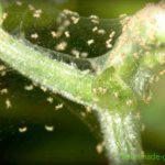 How to detect spider mites?