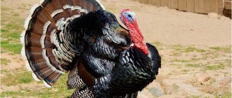 How to fatten turkeys