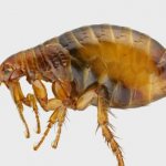 How to distinguish flea bites on humans from bites of other blood-sucking insects?