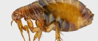 How to distinguish flea bites on humans from bites of other blood-sucking insects?
