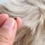How is encephalitis transmitted in dogs?