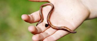 how do earthworms move