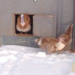 How do turkeys cope with winter?